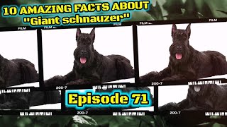 Top 10 fun facts about Giant Schnauzer.