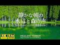 【癒し・自然音5.1ch】静かな朝の水辺と森の声／鳥のさえずりが心地よくリラックスできます。「4K風景映像・実写と現地環境音収録・立体音響」@nagomi935​