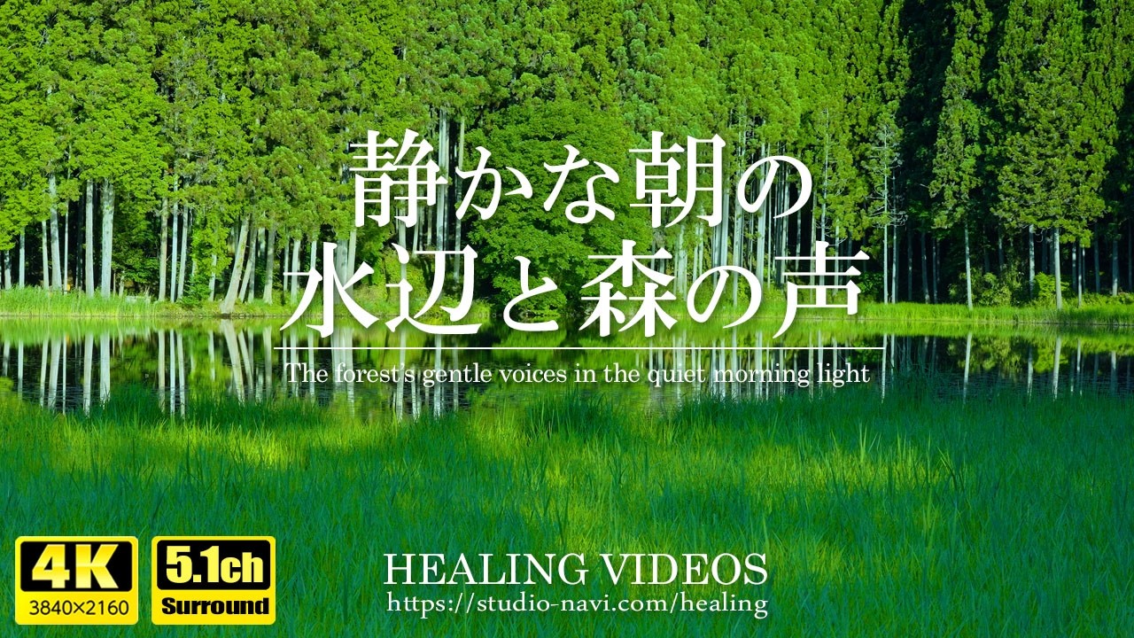【癒し・自然音5.1ch】静かな朝の水辺と森の声／鳥のさえずりが心地よくリラックスできます。「4K風景映像・実写と現地環境音収録・立体音響」@nagomi935​