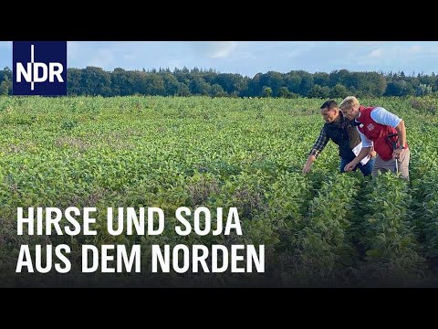 Getreideart Hirse: Hohe Erträge trotz Trockenheit? | Klimawandel | Unser Land | BR