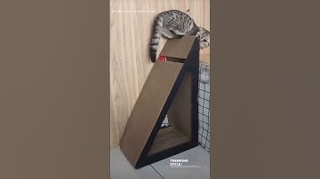 🐱 2-in-1 Cat Scratching Board | 30% OFF! #catvideos#catscratcher #catscratchfever #catlover #catbed