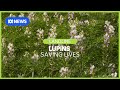 Lupins: a new weapon in the fight against malnutrition in seniors in aged care? Landline | ABC News