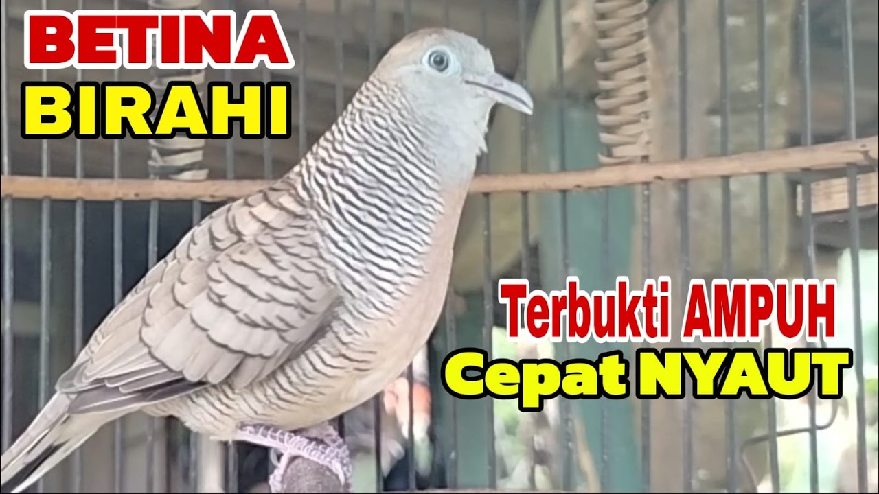 Pancingan perkutut  BETINA BIRAHI Terbukti AMPUH Bikin cepat nyaut