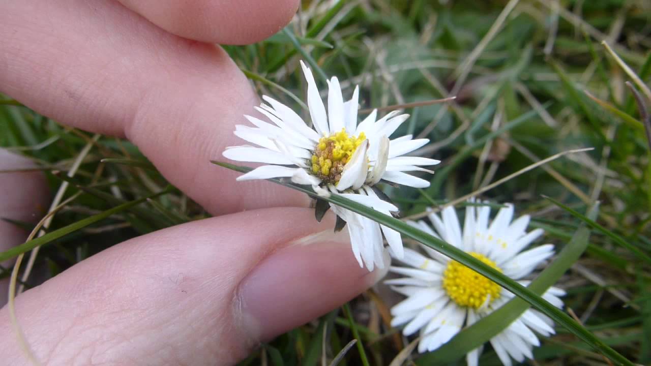 Die Feisten Ich Bin Ein Gänseblümchen
