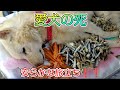 【閲覧注意⚠️愛犬の火葬後のシーンもありますので見たくない方は、ご視聴をお控えください❗】愛犬の死 葬儀 ペット 老衰 癌 永眠 最期