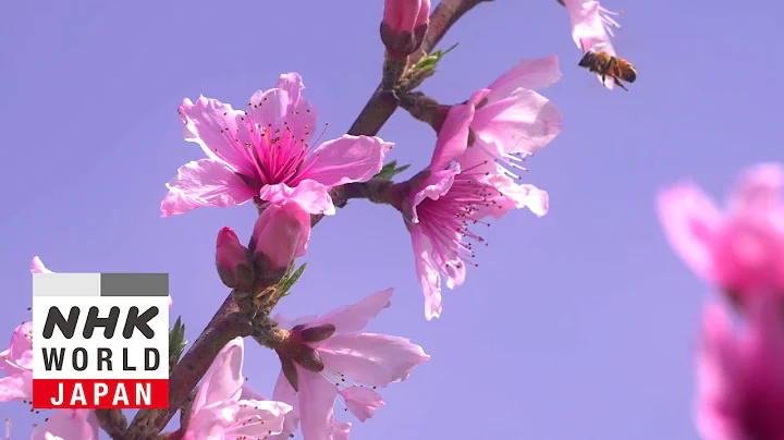 Cherry blossoms fall, peach blossoms bloom - The 72 Pentads of Yamato - DayDayNews