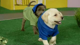 Nick Jr. On Nick Puppy Town Paw Patrol Pups Save A Big Bone Promo 2015 Today Were Back