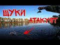 Осенний жор ЩУК. Ловим с сыном Щук на Спиннинг.
