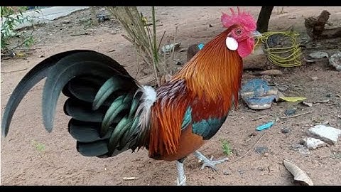 saib tus qaib qua zoo 100%