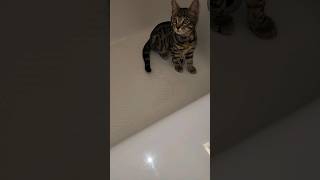 Found my kitten in the bathtub #cat #kitten #cathideandseek #love #fun #catlover #cute #fun #shorts