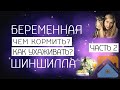 Корм для шиншилл ч.2. Беременная шиншилла, как определить и чем кормить. Уход за беременной.