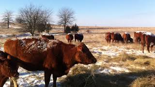 Ep #19. Greg Judy of Green Pastures Farm discussing their herd preferring grazing over unrolled hay.