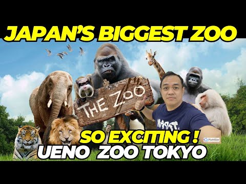 Tokyo Ueno Zoo: Japan's Largest Zoo II The wonderer of japan #zoo #uenozoo #japanvlog