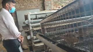 quail farming in Nepal || बटाइ चरा  पालन नेपाल