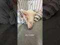 豚共を豚小屋に放ちます