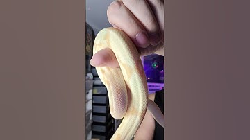 Posible Super Sunglow