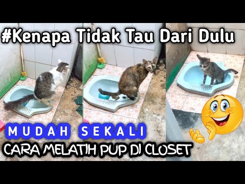 cara mudah melatih kucing berak di toilet || easy way to train a cat to defecate in the toilet 😻