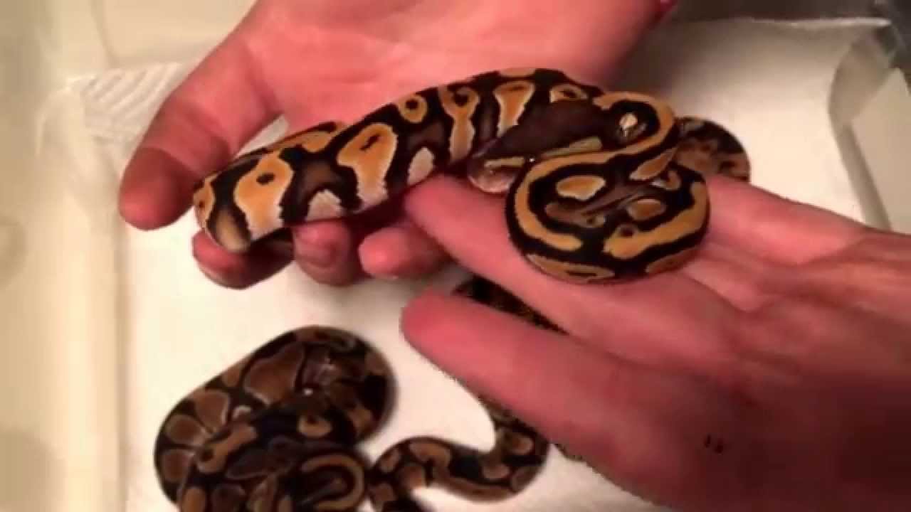 boardgamegeek Ball python Clutch #1 SHED OUT 2015