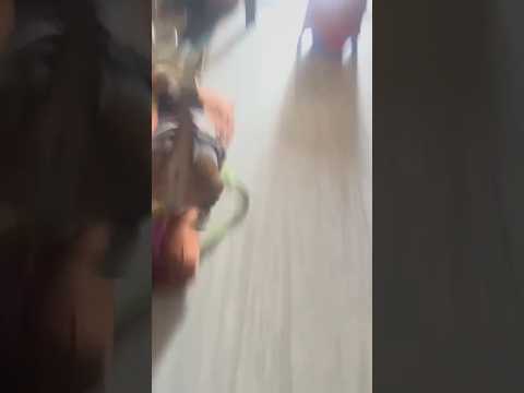 Brody Ghiya Lekar Bhaga Brody06 Shortvideo 