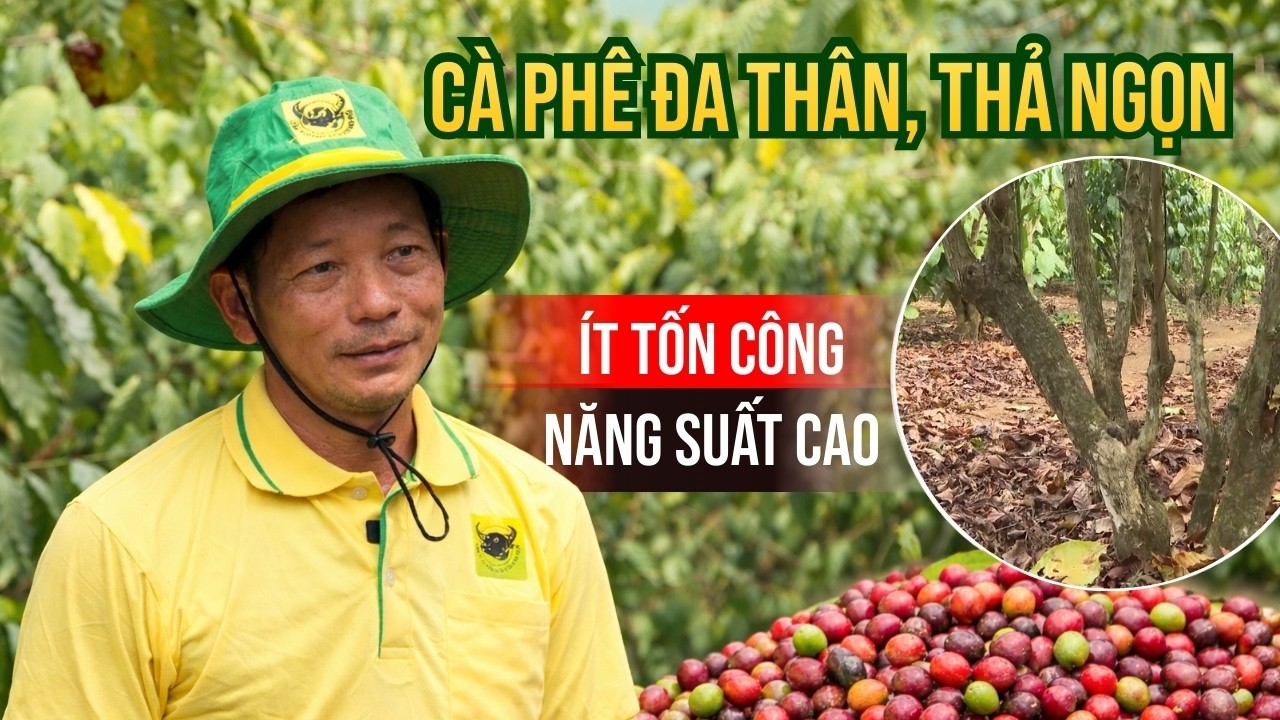 Đổi cách làm – Tăng lợi nhuận: Mô hình cà phê đa thân, thả ngọn ở Lâm Đồng