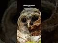 Help me save them with HOOT FOR JUSTICE