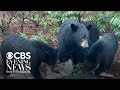 Increasing bear encounters across U.S.