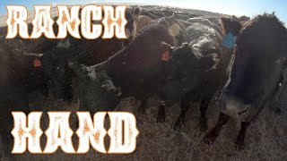 Day in my Life as a Ranch Hand