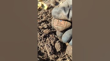 Always Dig up Dime Signals When Metal Detecting!! #treasure #metaldetecting #corythetreasurehunter