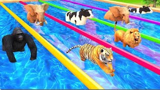 Wild Animals Swimming Pool Race With Cow Elephant Mammoth Tiger Lion Gorilla Animals Challenge