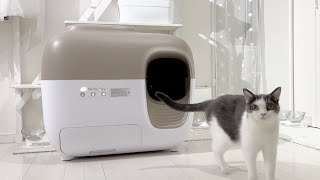 さばちゃんの現在　Cat Now