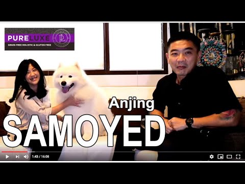 Video: Baka Anjing Samoyed: Penerangan, Ciri