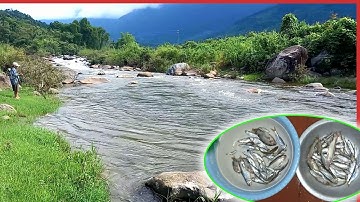 Câu Cá Mương | Câu Cá Giải Trí Và Ẩm Thực