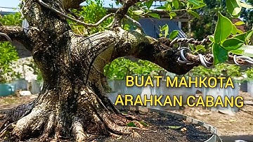 PENGGARAPAN KIMENG DG LIUKAN BATANG LITLE S, BUAT MAHKOTA DAN LEKUKAN BATANG@mahkotabonsai#bonsai