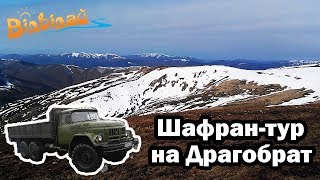 ШАФРАН-ТУР НА ДРАГОБРАТ || ВІДВІДАЙ