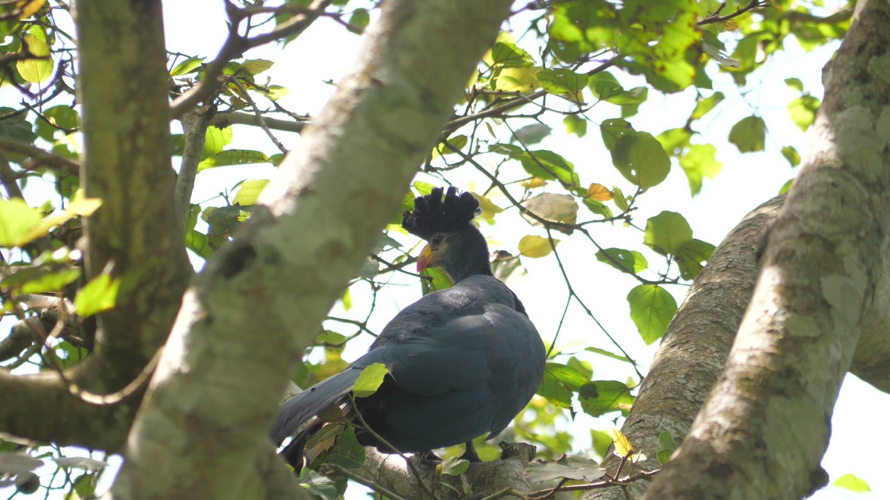 The great blue turaco