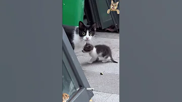 غريزة لا ت قاوم قطط تحمي أبناءها وكأنها أسود Funnyvideo Cats Funnycat قطة مضحكة Catlove 
