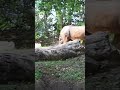 Rhinos Rhinos