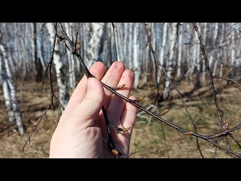 Поездка за березовым соком 2025. Попытка №2