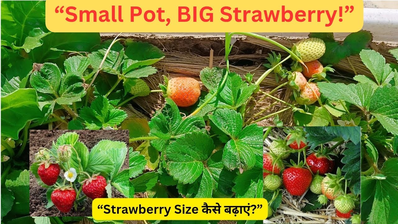 गमलों में बड़ी –बड़ी Strawberry कैसे पाएं? 🍓 | Size, Sweetness & Yield बढ़ाने के PRO TipsPot