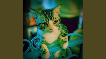 Stellar Music for Lazy Cat Days