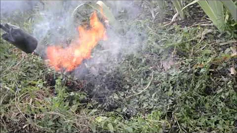 Torch vs Invasive Garden Vines