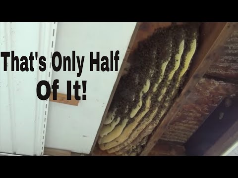 Big Honey Bee Colony Takes Over Lady's Porch!