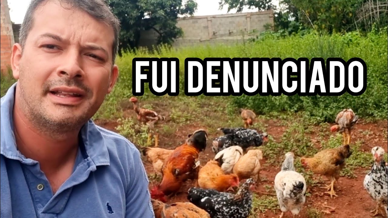 FUI DENUNCIADO POR CRIAR GALINHAS