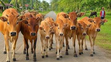 Aktivitas Sapi Lembu Kampung Berjalan menuju ladang, Suara Sapi Moo, Sapi Lucu Beramai di Jalan
