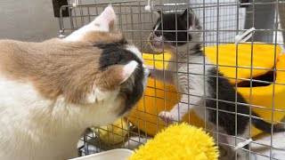 The cat that runs over when she hears a baby kitten crying