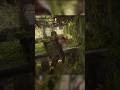 🔥 “Abby em Fúria! Cena Insana de Ação em The Last of Us 2!” 🔫🎮