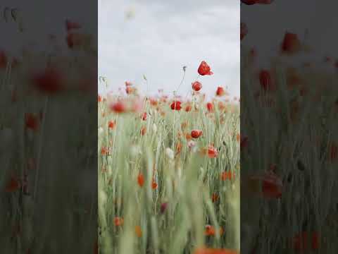 Релакс музыка! Музыка для снятия стресса! Новинки музыки. #shorts