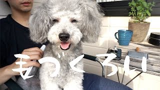 🐶ベランダで涼みながら毛繕いされるトイプードル。【トイプードルのグリィ】【dog】【toy poodle】