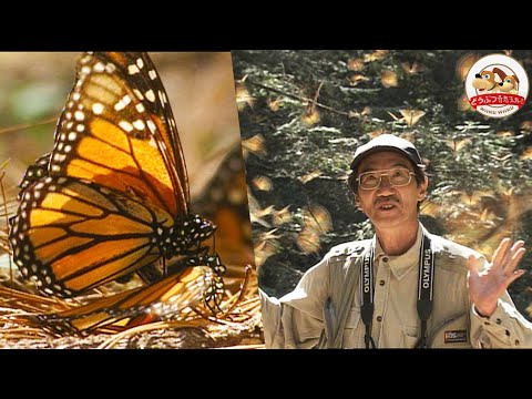 【世界初の貴重映像】3000km旅するチョウの大群！オオカバマダラの波瀾万丈な運命【どうぶつ奇想天外／WAKUWAKU】