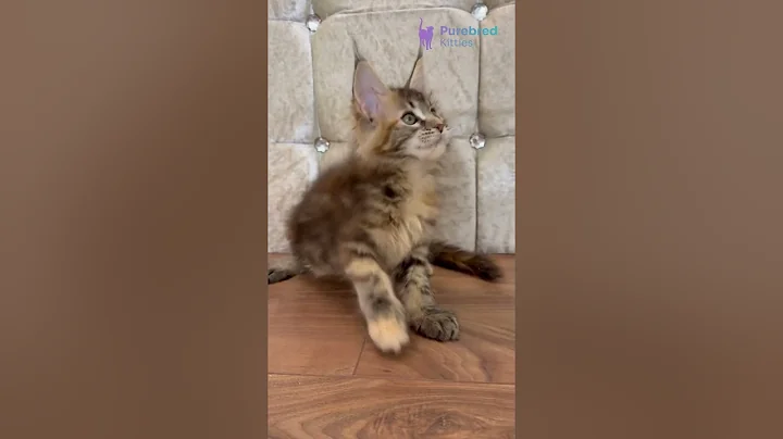 Video 10839301: tabby maine coon kitten, black tabby maine coon, tabby maine coon female, mainecoon, kittens rare